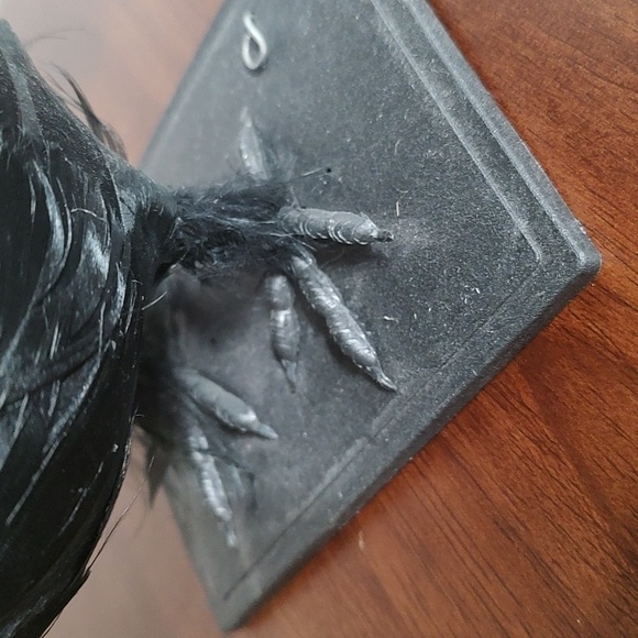 Black Raven Crow Sculpture Real Feathers Bird Halloween Decor Movie Set Prop - Picture 8 of 14